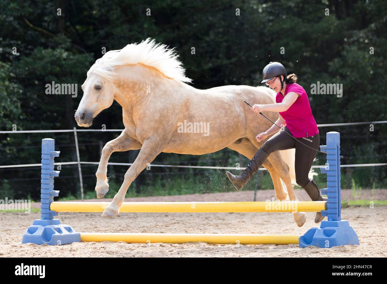 Connemara. Cavalier et dun qui sautent un obstacle ensemble. Allemagne Banque D'Images