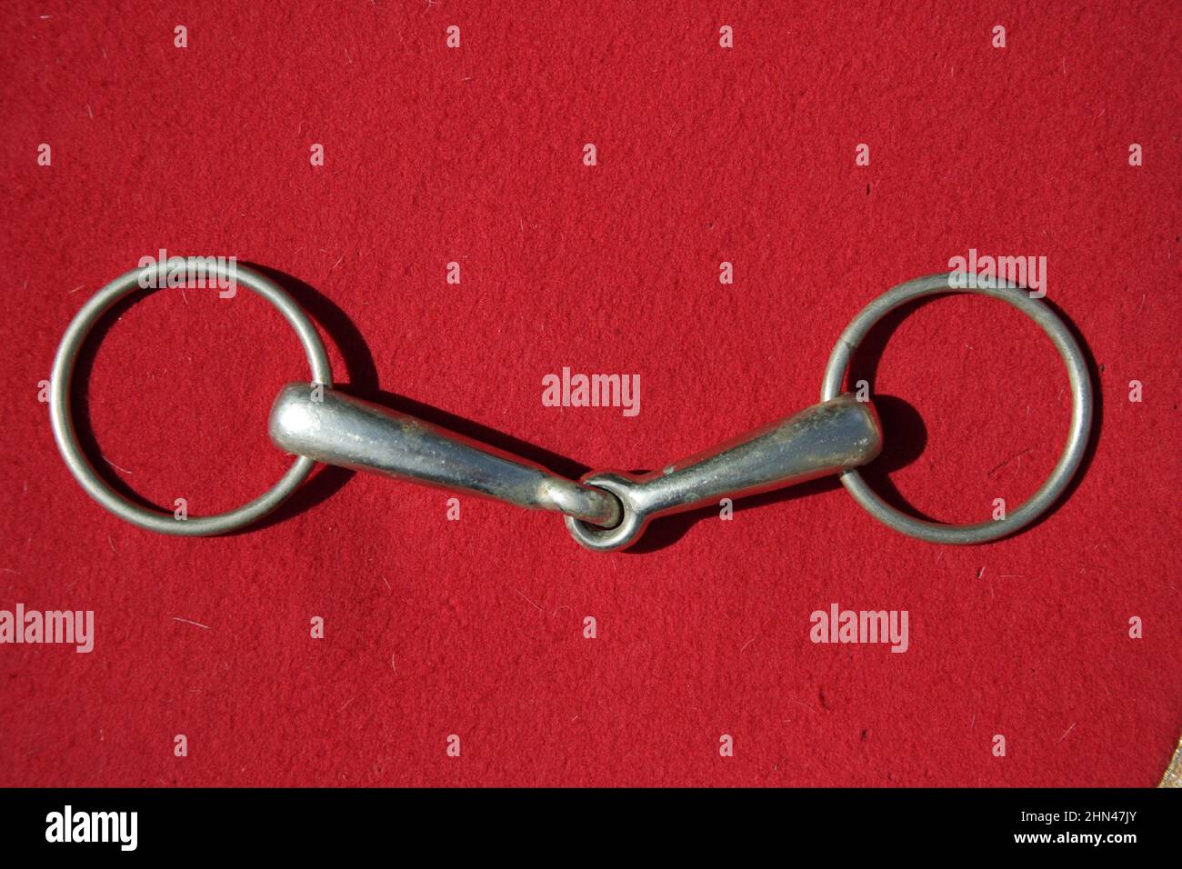 Cheval domestique. Embout de déflecteur à bague lâche. Image studio sur fond rouge Banque D'Images