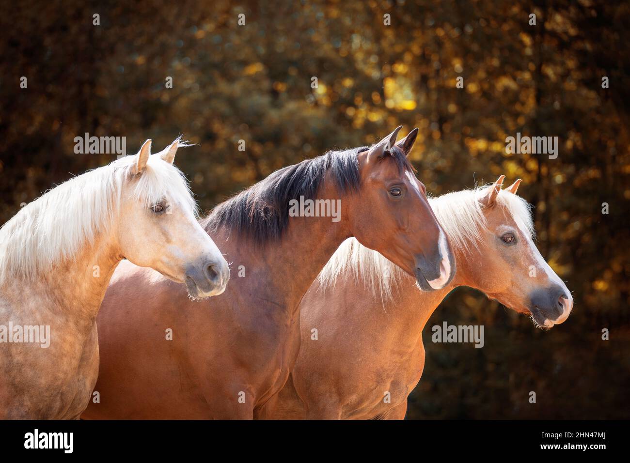 Morgan Horse et Zweibruecker Horse. Portrait de trois amis sur un pâturage. Allemagne Banque D'Images