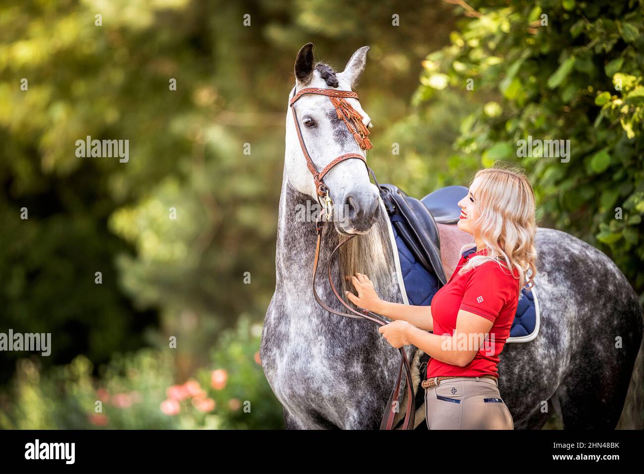 Warlander. Une femme tient une jument grise par le halter. Allemagne Banque D'Images