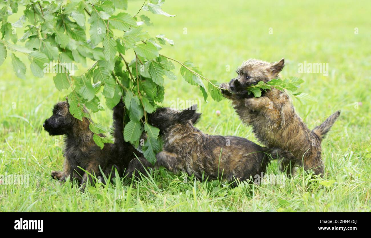 Cairn Terrier. Chiot jouant avec des brindilles. Allemagne Banque D'Images