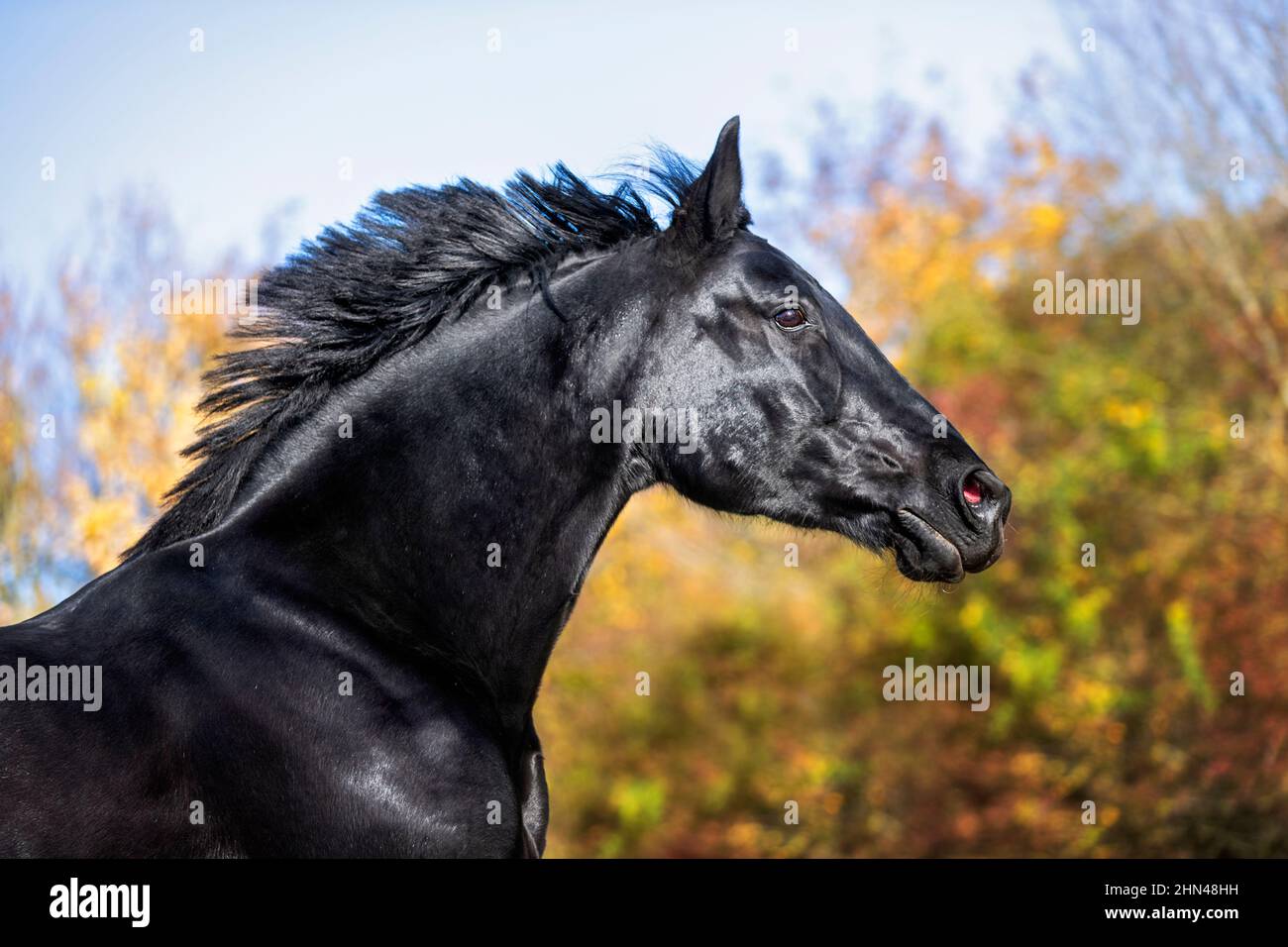 Zweibruecker Horse. Portrait de la jument noire en automne. Allemagne Banque D'Images