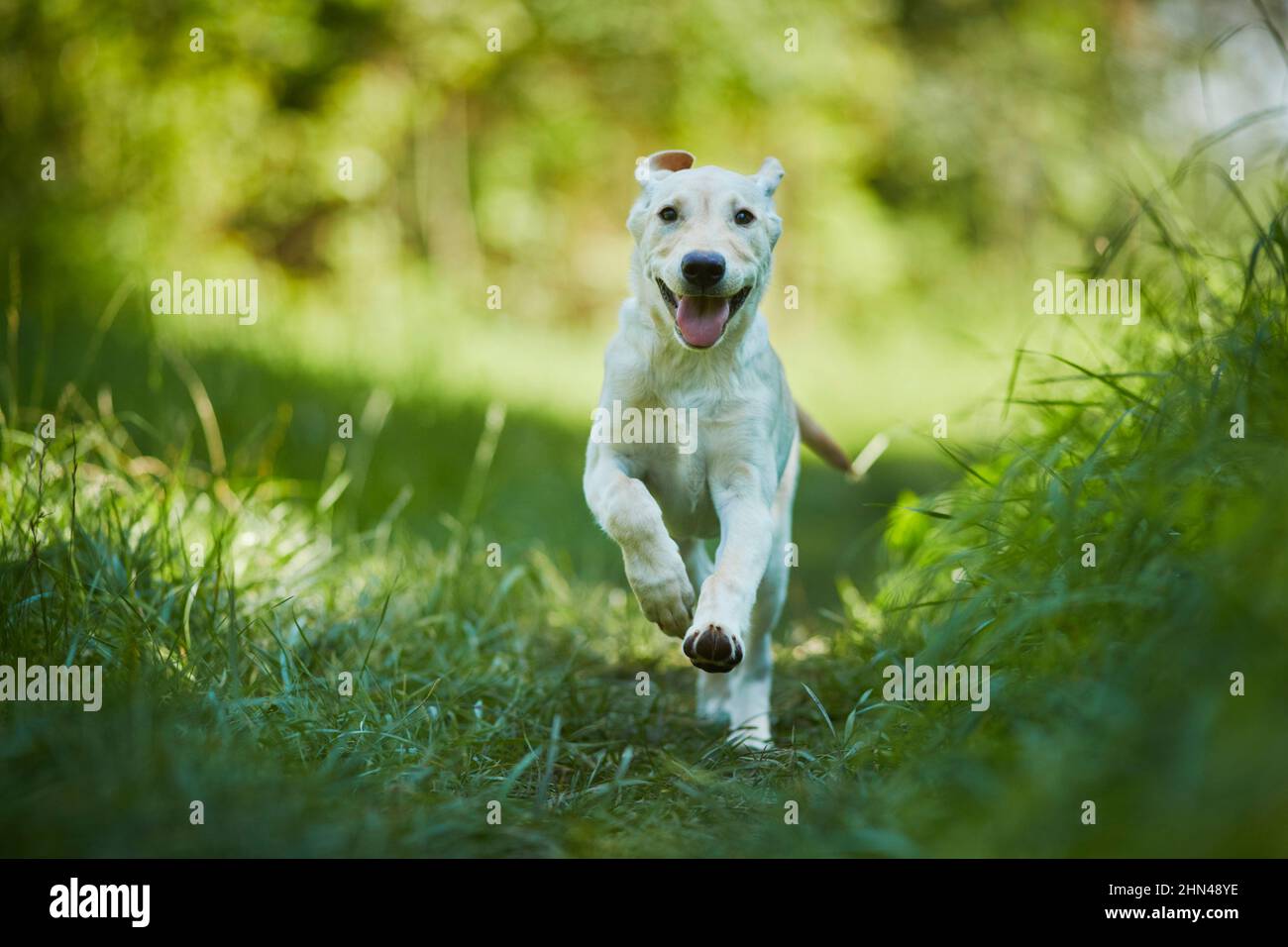 Labrador Retriever. Jeune jaune qui court sur un chemin. Allemagne Banque D'Images