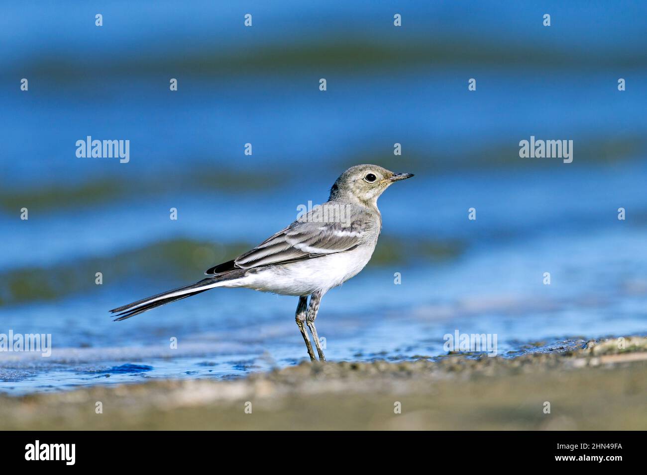 Pied Wagtail, pied White Wagtail (Motacilla alba) immature debout sur une plage. Allemagne Banque D'Images