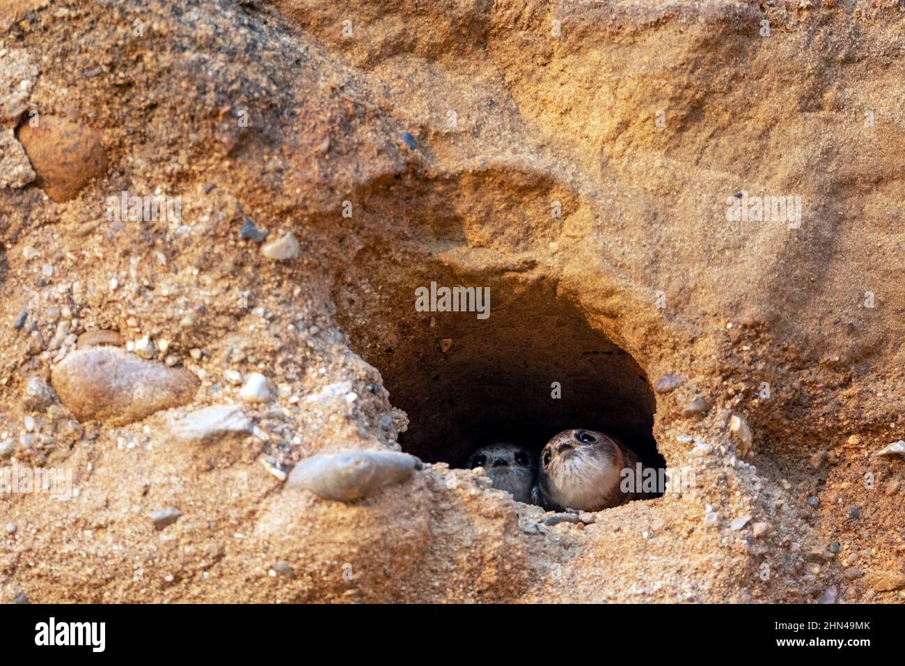 Sable martin (Riparia riparia). Deux jeunes martins de sable attendent la nourriture à l'entrée de la grotte, tandis qu'ils regardent soigneusement les oiseaux adultes qui volent. Allemagne. Banque D'Images