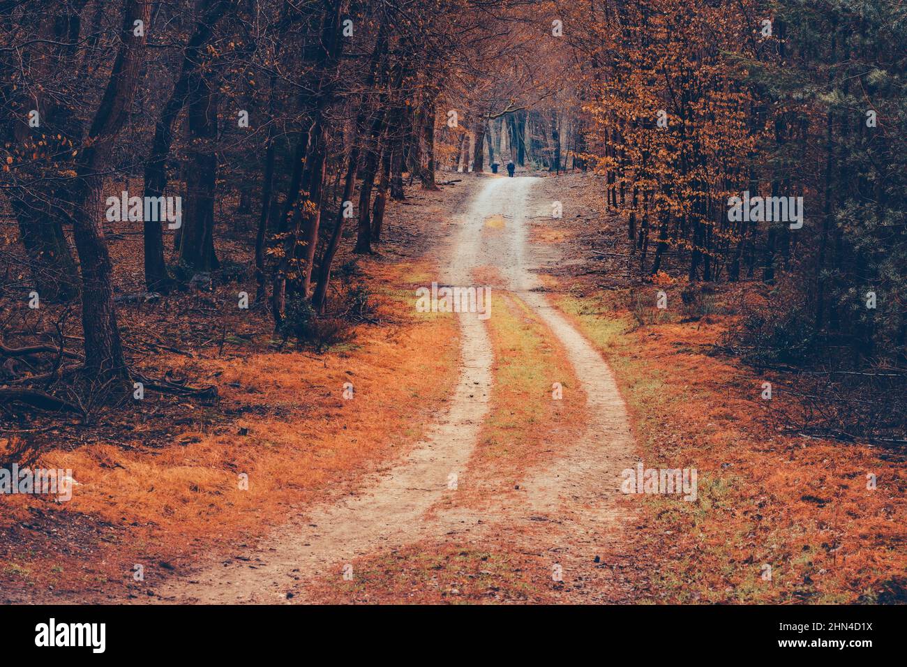 marche sur un chemin à travers les hêtres dans une forêt aux couleurs automnales, un dimanche matin brumeux. Banque D'Images