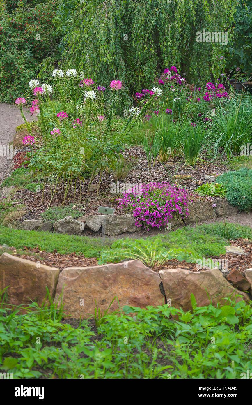Cléoma de floraison sur un lit de fleurs décoratif dans un jardin bien gardé, saison de floraison Banque D'Images