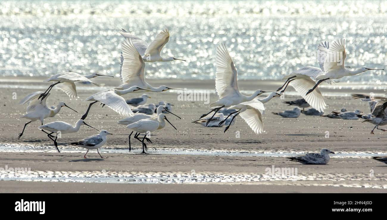Grande aigrette et Spatules dans le marais de la bassée Saint Firmin en baie de somme. Réserve naturelle et ornithologique. Banque D'Images