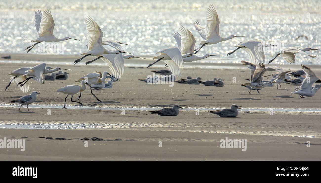 Grande aigrette et Spatules dans le marais de la bassée Saint Firmin en baie de somme. Réserve naturelle et ornithologique. Banque D'Images