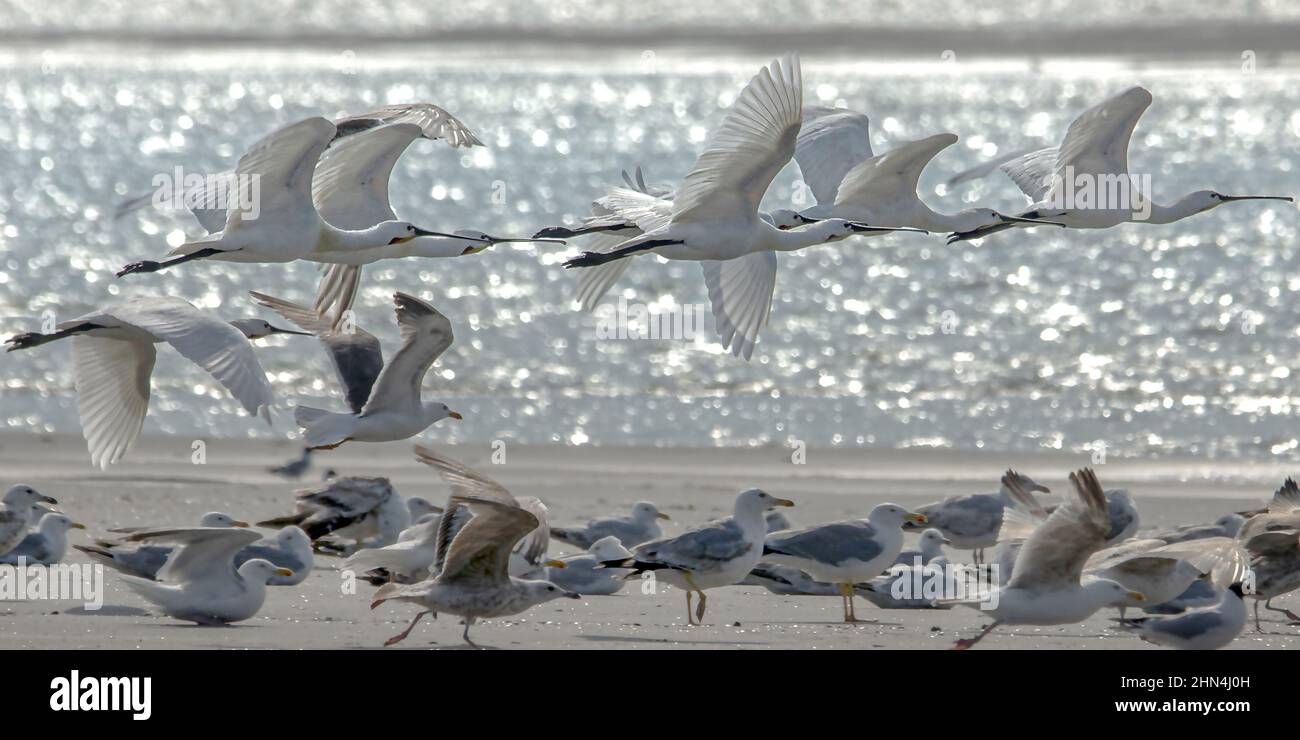 Grande aigrette et Spatules dans le marais de la bassée Saint Firmin en baie de somme. Réserve naturelle et ornithologique. Banque D'Images