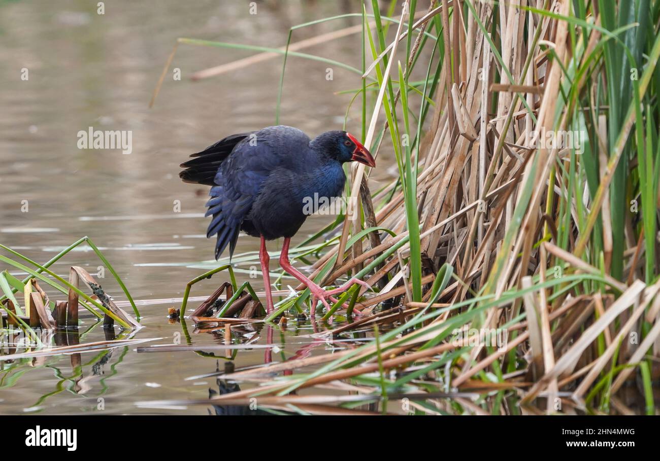 Marécages pourpres ou marécages occidentaux, (Porphyrio porphyrio) se nourrissant dans un lit reedbed sur un lac d'eau douce, Andalousie, Espagne. Banque D'Images