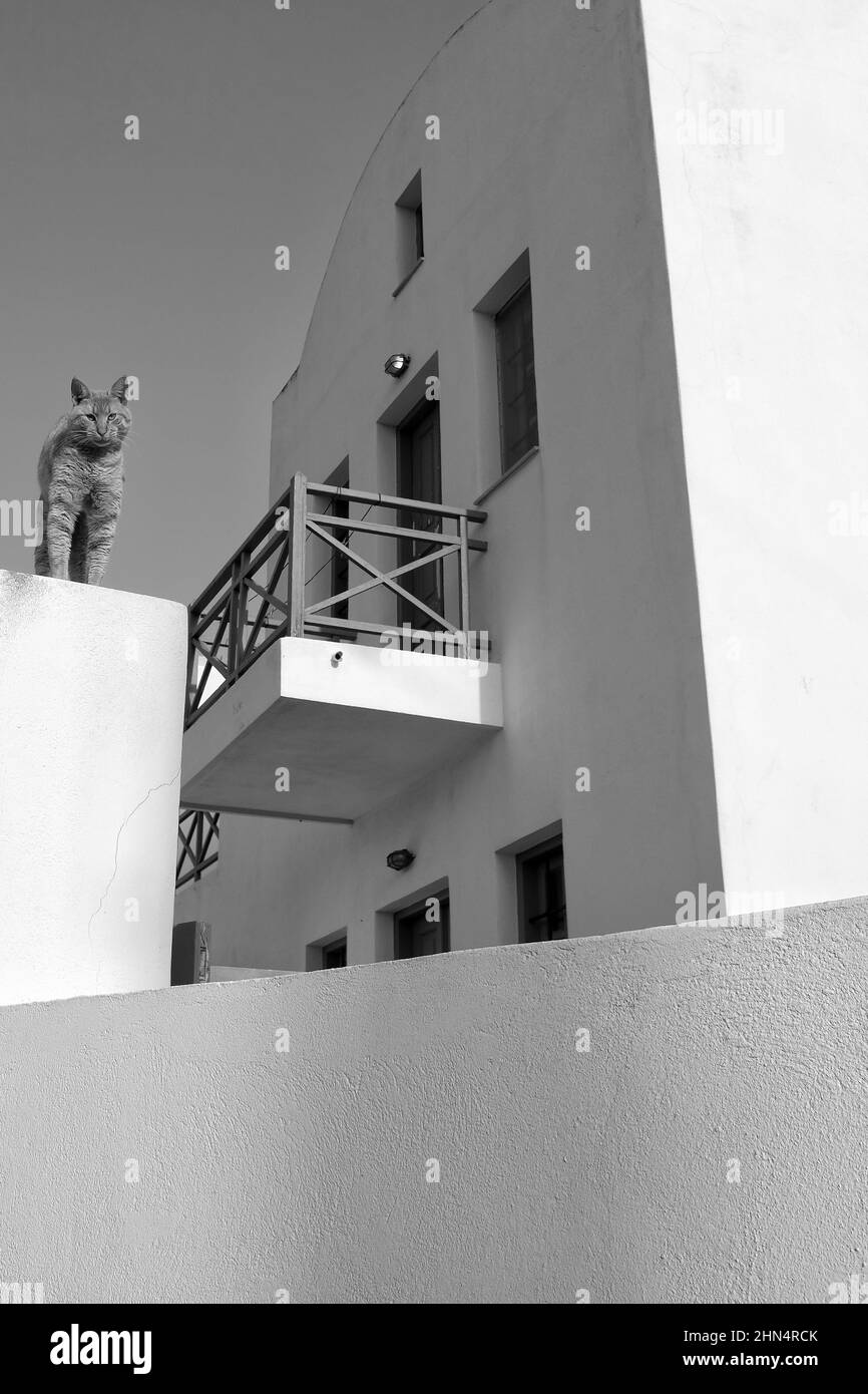 Un seul chat debout sur un mur blanc à côté d'une villa traditionnelle à Santorini Grèce en noir et blanc Banque D'Images