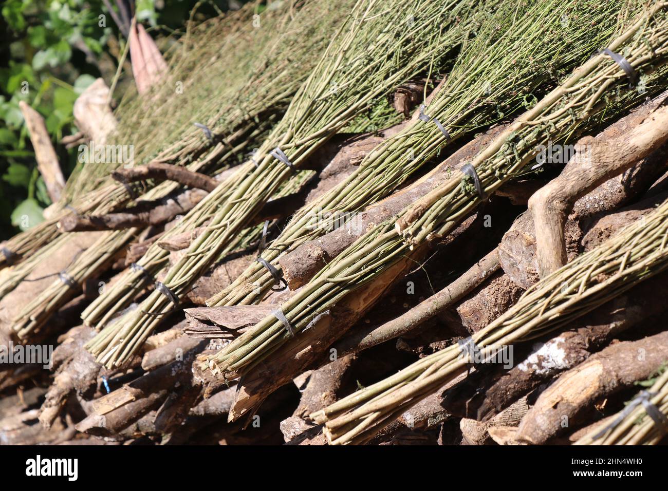 Les balais d'herbe longs séchés sont conservés pour sécher au soleil Banque D'Images