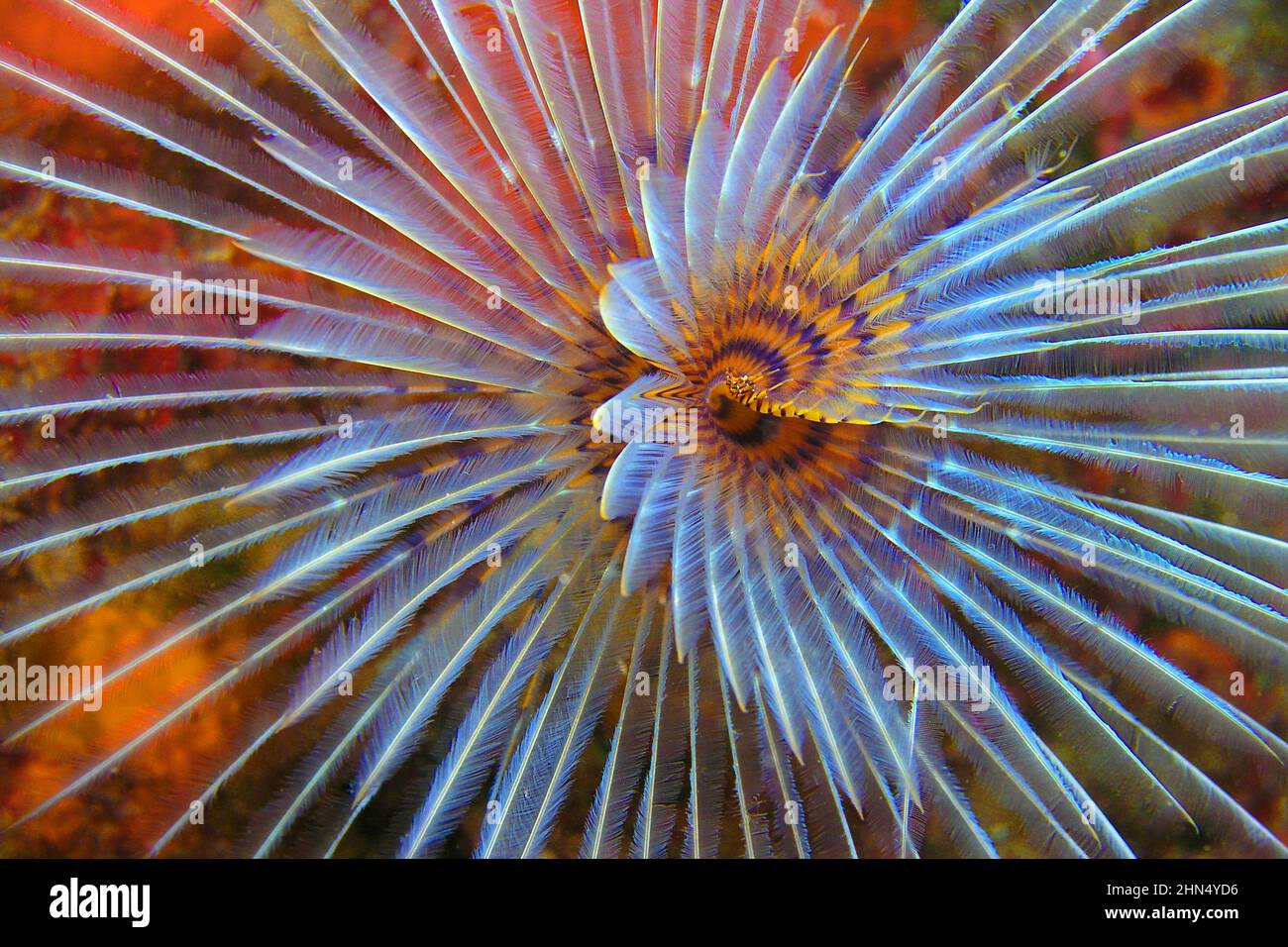 Tubieworm, Fan Worm, Spirographe, Spirographe Spallanzani, Feather Duster Worms, Tube Worm, Polychaete, parc régional de Cabo Cope Puntas del Calnegre, Banque D'Images