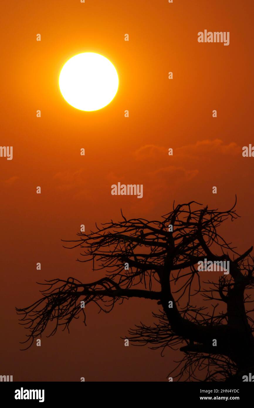 Le Baobab, Adansonia digitata, Kubu Island, mer Blanche de sel, Lekhubu, Makgadikgadi Pans National Park, Botswana, Africa Banque D'Images