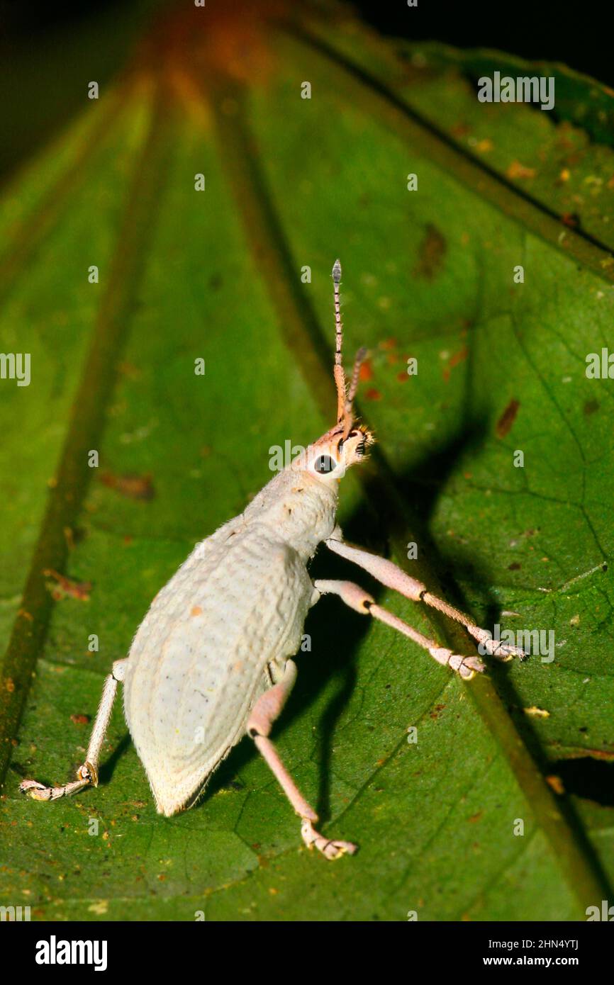 White Beatle, Curculionidea, Forêt tropicale, bassin de la rivière Napo, Amazonie, Équateur, Amérique du Sud, Amérique Banque D'Images