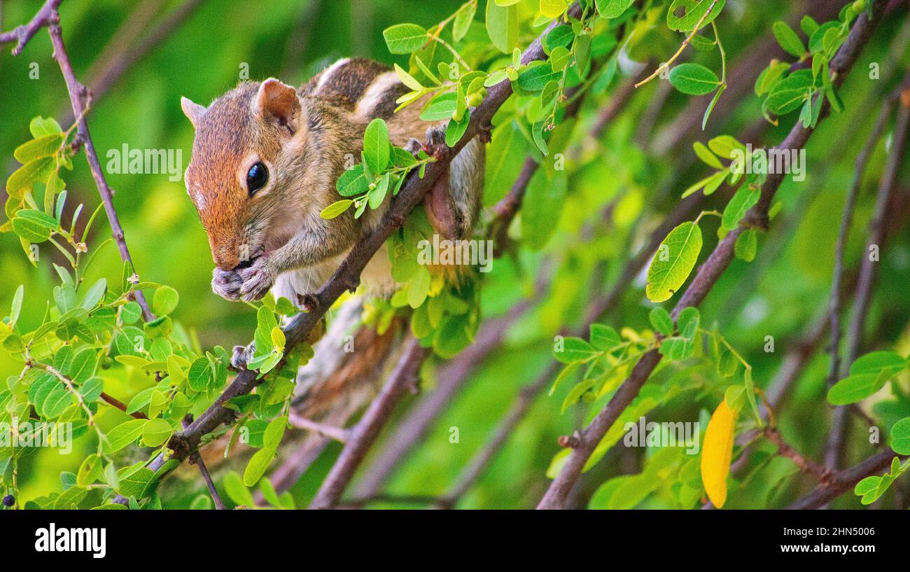 Écureuil indien de palmier, écureuil à trois rayures de palmier, Funanbulus palmarum, parc national de la Kudulla, Sri Lanka, Asie Banque D'Images