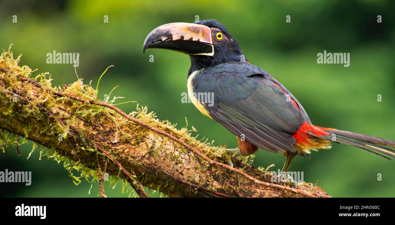 Aracari, Toucan, Pteroglossus torquatus, Forêt tropicale, Costa Rica, Amérique centrale, Amérique Banque D'Images