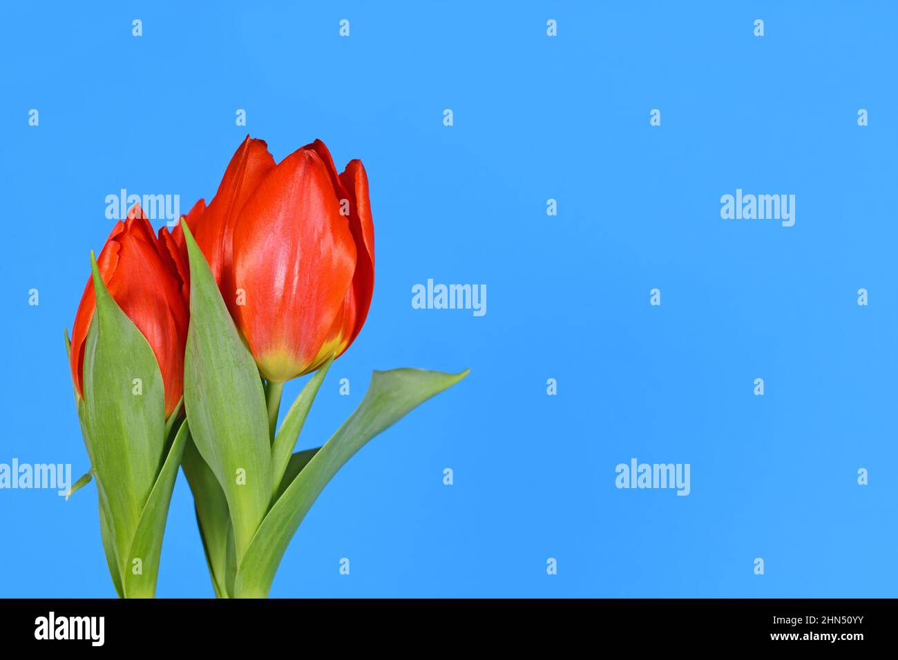 Fleurs de tulipe rouge sur le côté de fond bleu avec espace de copie Banque D'Images