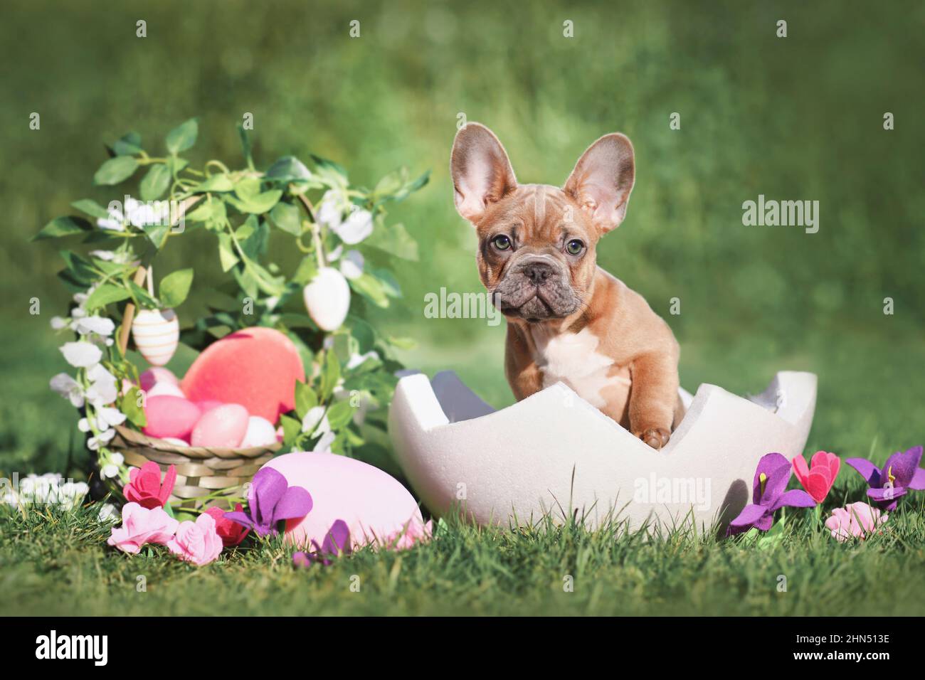 Chien de Pâques. Chiot Bulldog français assis dans une coquille d'œuf à côté du panier de Pâques et œufs colorés avec fleurs printanières Banque D'Images