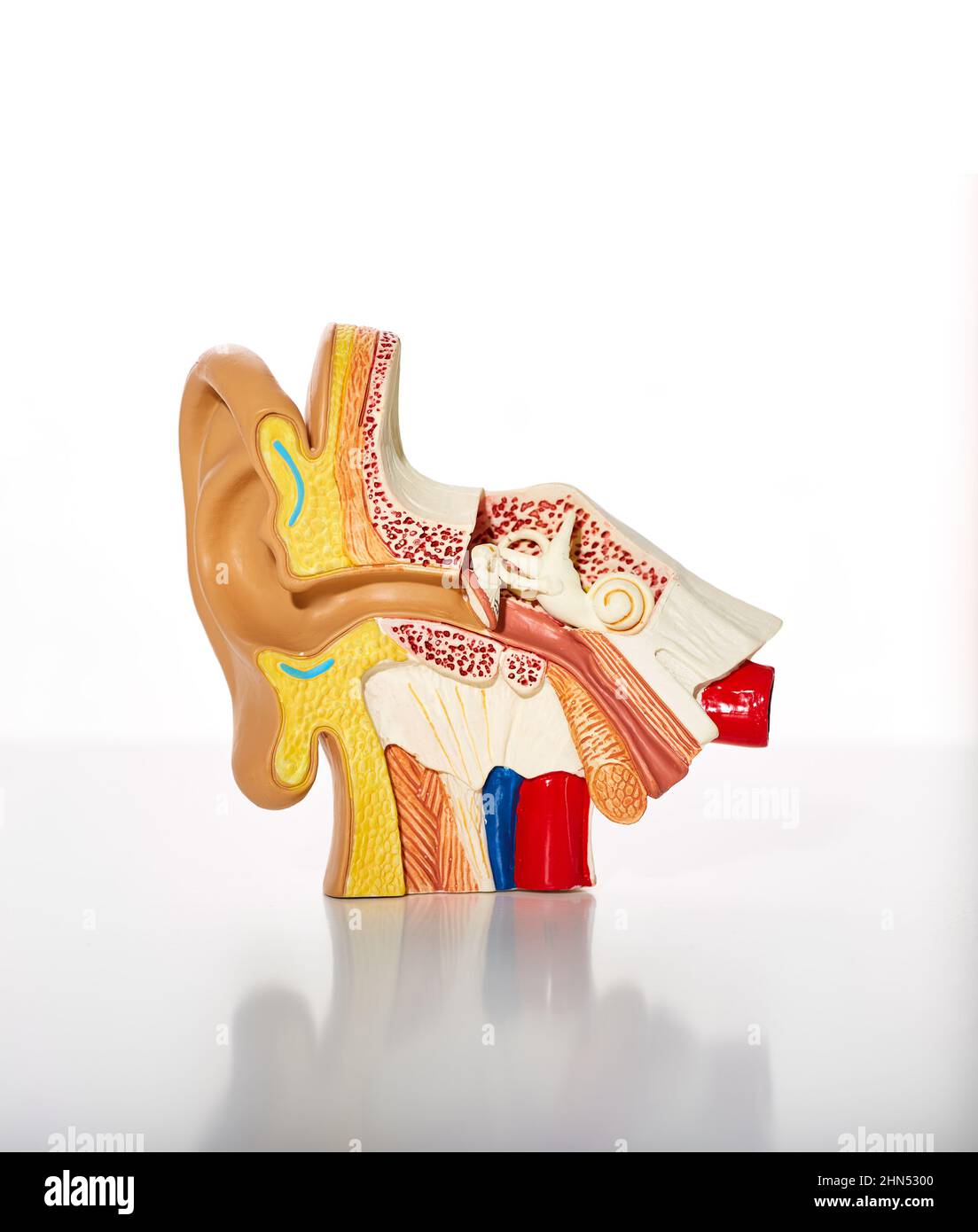 Modèle anatomique de l'oreille humaine montrant l'anatomie et la structure auricule pour l'éducation médicale, gros plan Banque D'Images