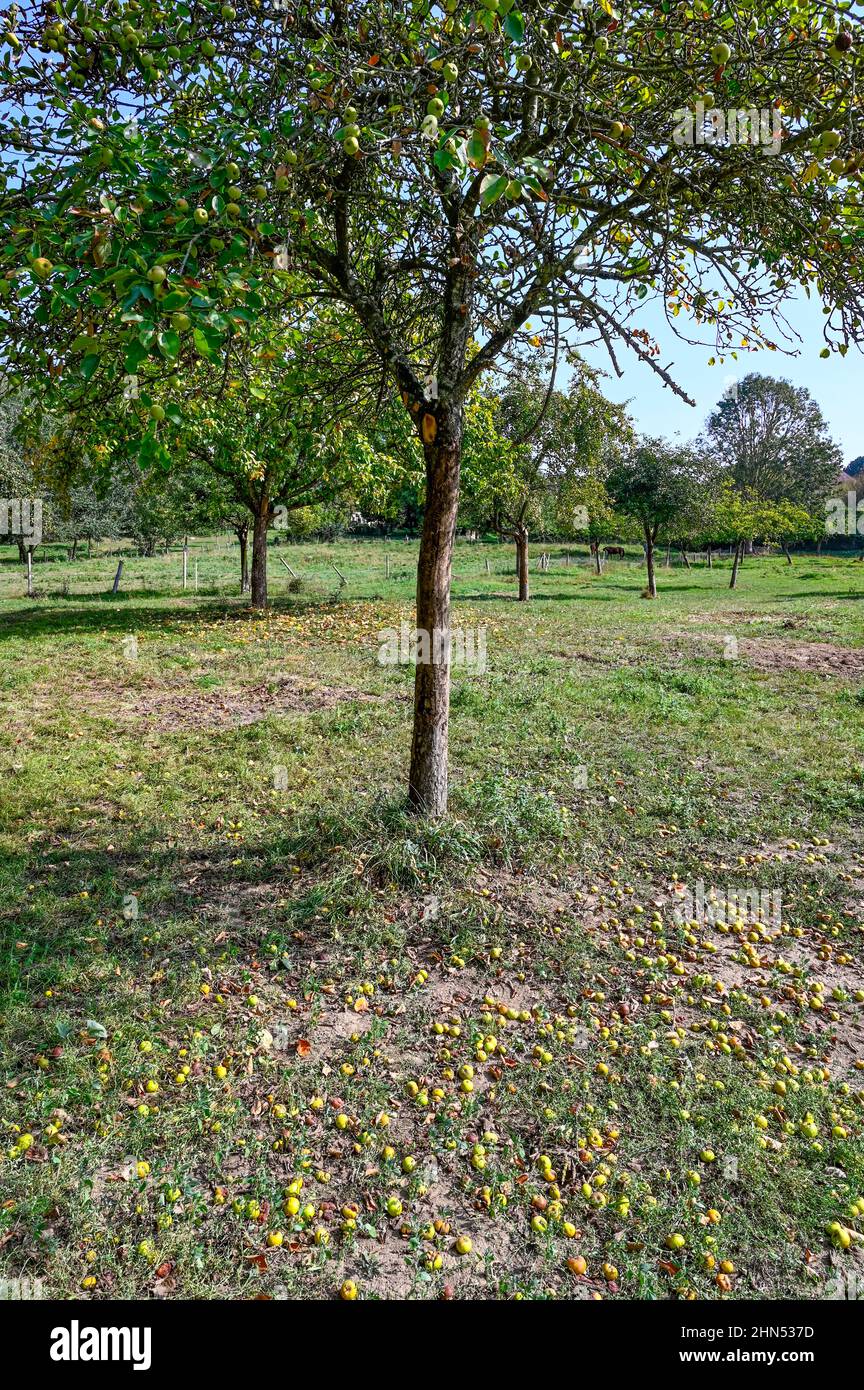 La Normandie, et en particulier son département de Calvados est une terre ancienne variétés de pommes, dont le cidre et le calvados sont produits dans le nord du Franc Banque D'Images