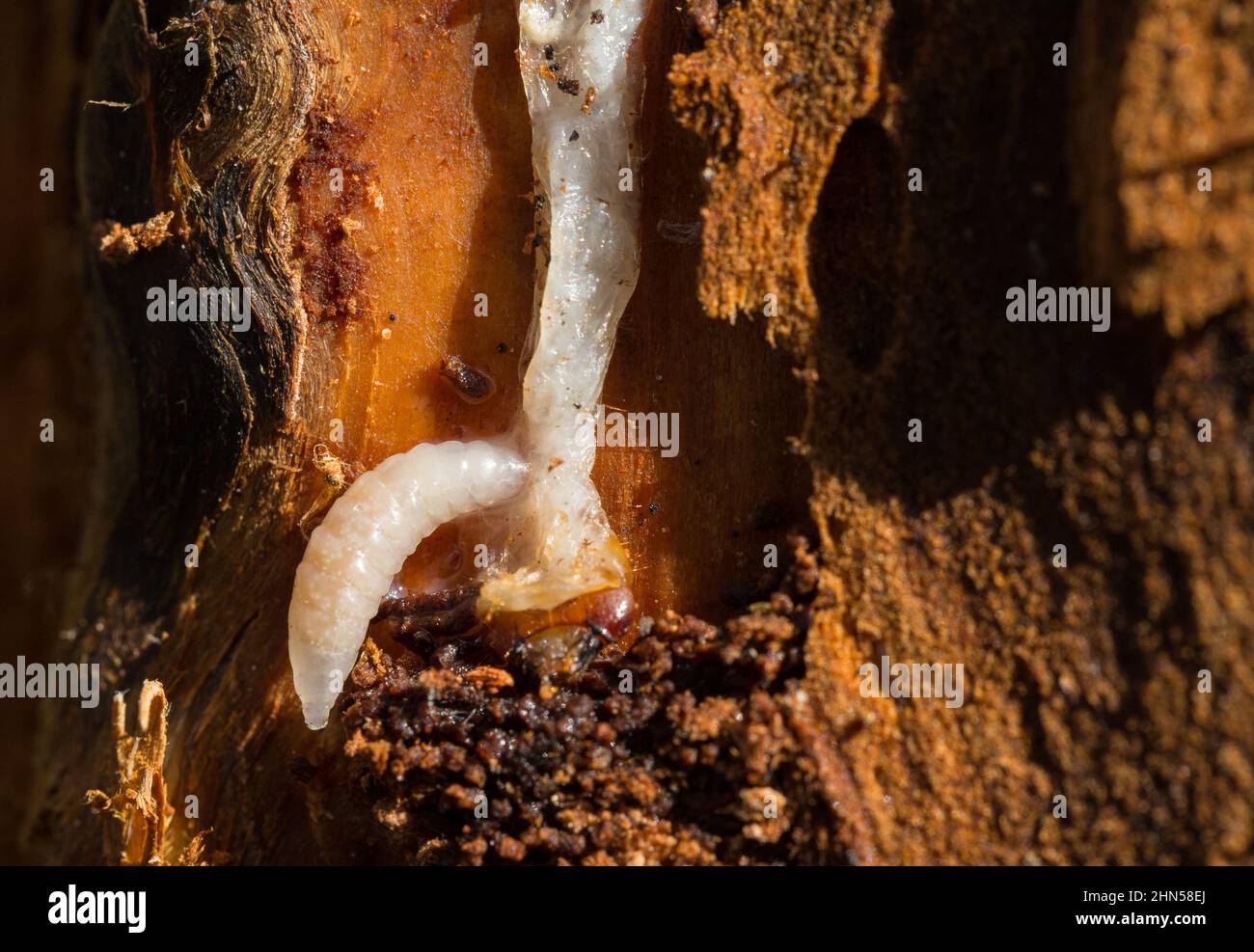 Larve de guêpe parasitoïde se nourrissant de la larve de longicorne (Ichneumonoidea) Banque D'Images