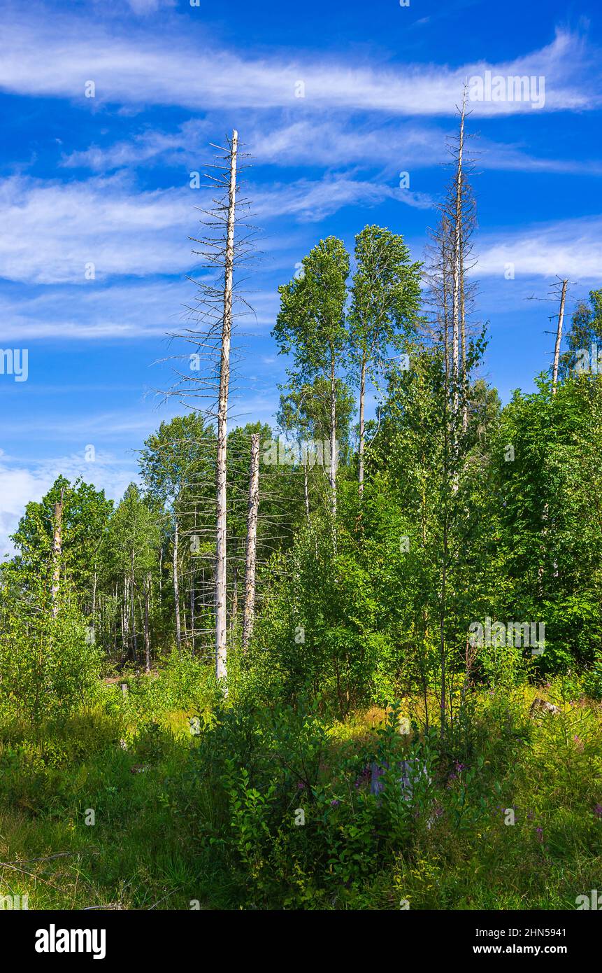 Croissance sauvage de buissons et d'arbustes, jeune population d'arbres, en partie avec des morts devant un ciel bleu nuageux. Banque D'Images