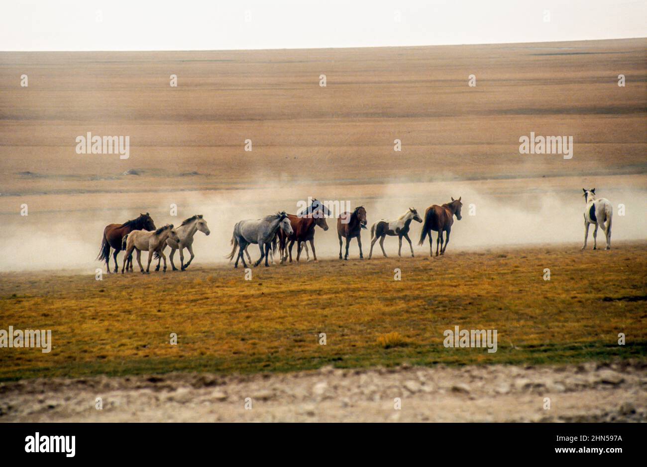Un troupeau de chevaux courant au Kirghizistan Banque D'Images Un troupeau de chevaux courant au Kirghizistan Banque D'Images