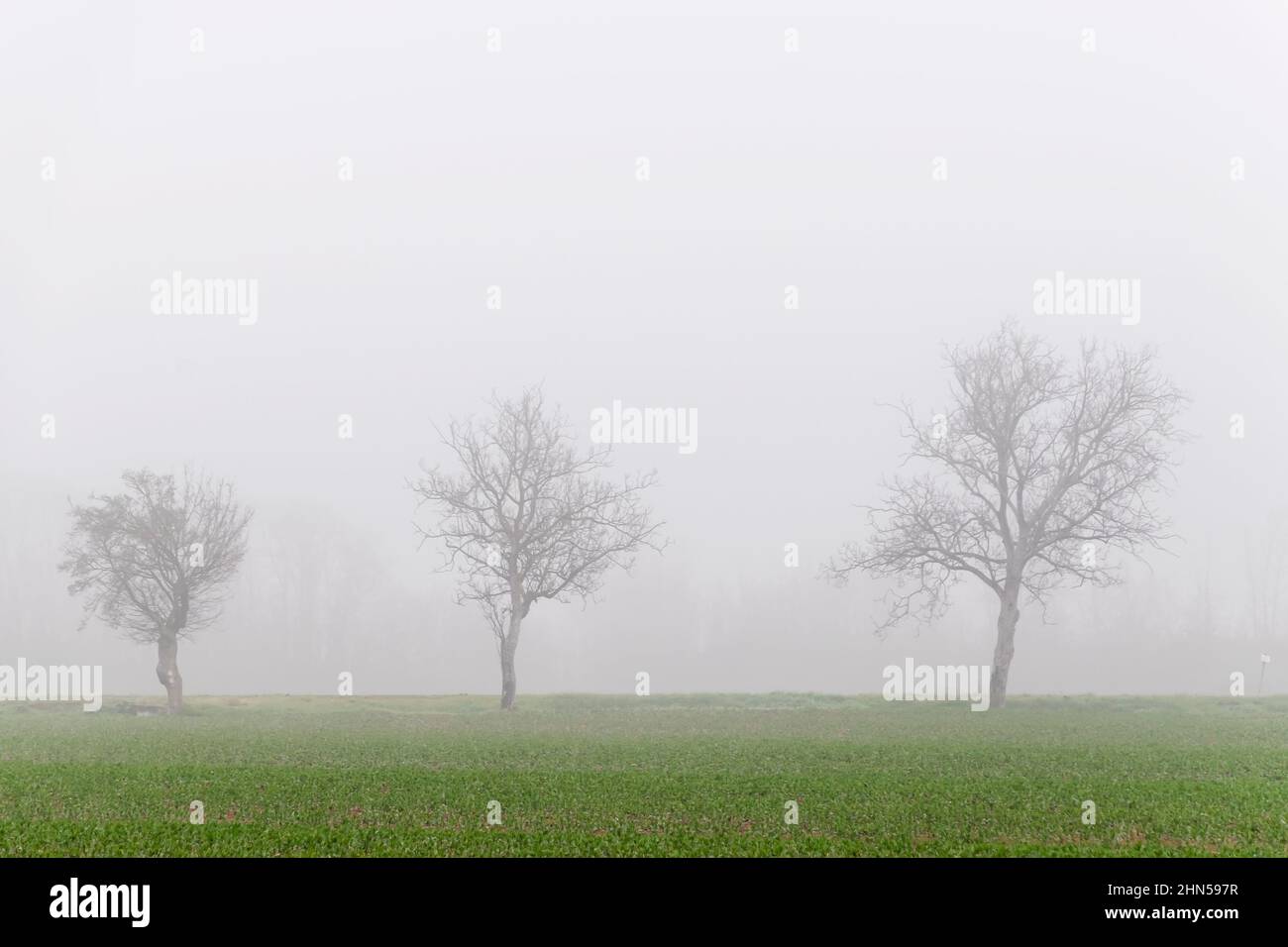 Trois arbres sans feuilles enveloppés dans un épais brouillard d'hiver, campagne toscane, Italie Banque D'Images