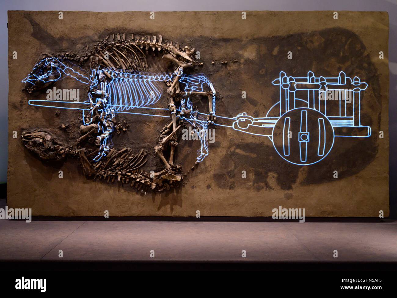 British Museum Londres, Royaume-Uni. 14 février 2022. The World of Stonehenge, la toute première exposition majeure du Royaume-Uni sur Stonehenge et la plus grande exposition du British Museum of Recent Times – du 17 février au 17 juillet 2022. Image: Bêtes de charge, Oxen sacrificiel. OS et bois de bétail, Proten, Saxe-Anhalt, Allemagne, 3300-3000 av. J.-C. Bureau d'État pour la gestion du patrimoine et l'archéologie Saxe-Anhalt. Crédit : Malcolm Park/Alay Live News. Banque D'Images