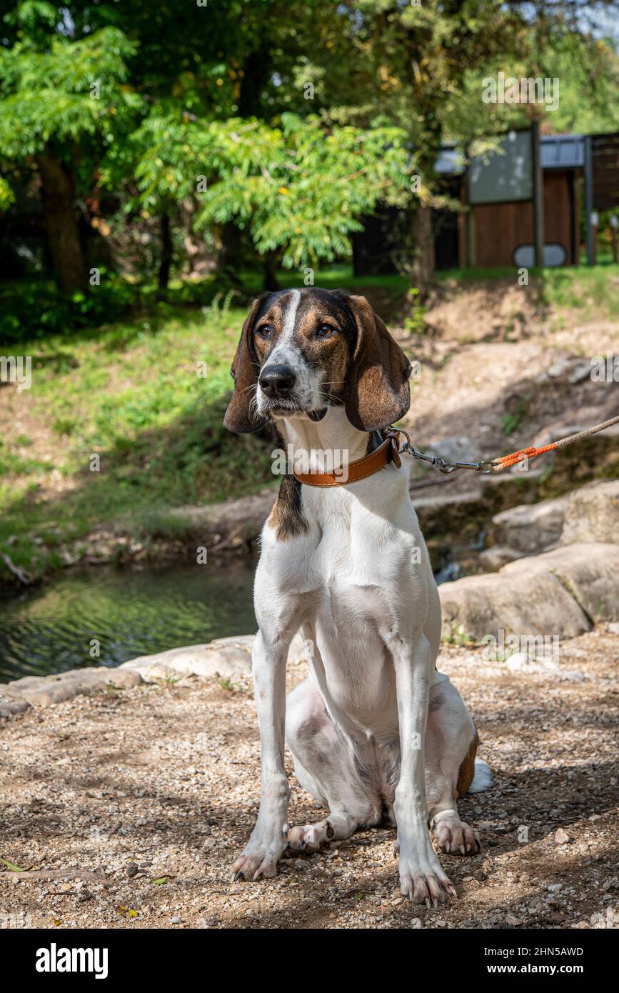Chien de chasse, Franco-Anglais, en Forêt Var France Banque D'Images