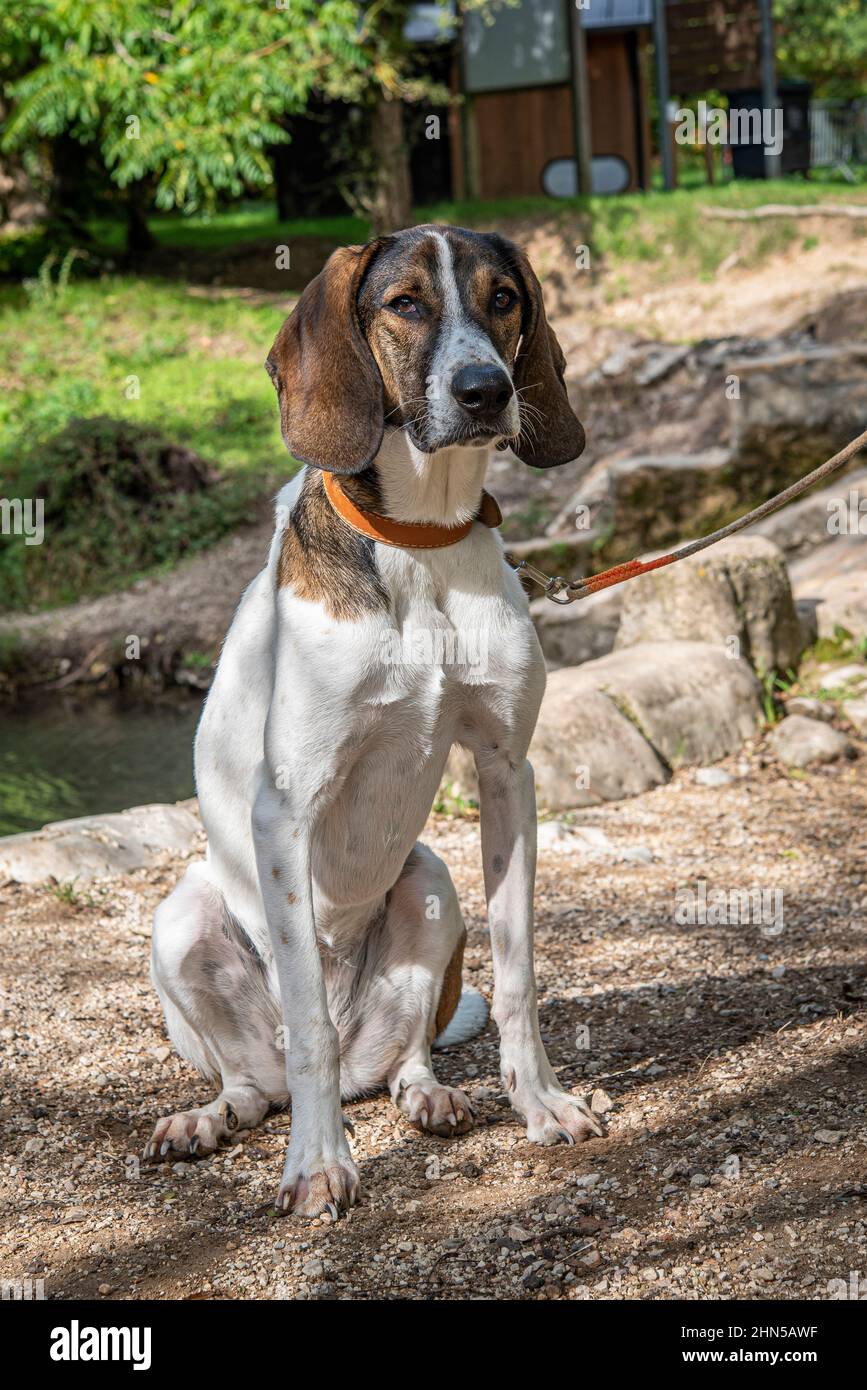 Chien de chasse, Franco-Anglais, en Forêt Var France Banque D'Images
