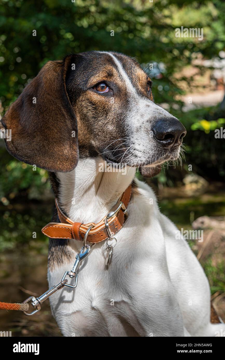 Chien de chasse, Franco-Anglais, en Forêt Var France Banque D'Images