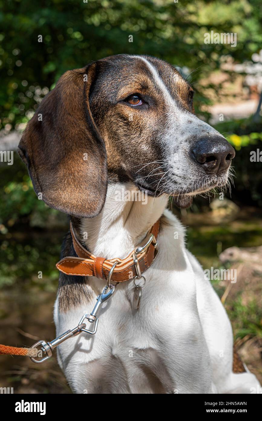 Chien de chasse, Franco-Anglais, en Forêt Var France Banque D'Images