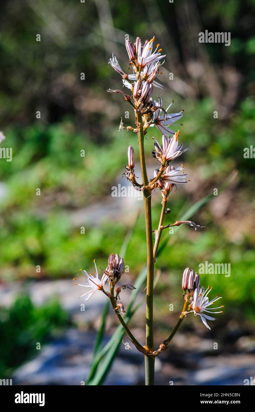 Asphodelus ramosus, également connu sous le nom de branches asphodel, est une herbacée vivace dans l'ordre. Brassicoideae Photographié en Israël en Janvier Banque D'Images