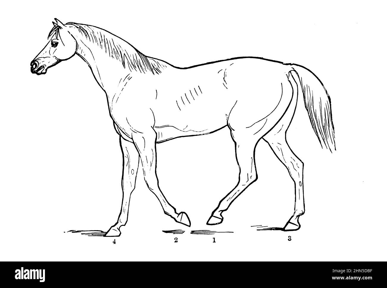 La marche SUR L'ACTION DE LA LOCOMOTIVE À DIFFÉRENTS PAS de la cyclopedia de chaque propriétaire de cheval : l'anatomie et la physiologie du cheval; les caractéristiques générales; les points du cheval, avec les directions pour le choisir; les principes de l'élevage, et le meilleur genre à reproduire;Le traitement de la jument de couvain et de l'ennemi; l'élévation et la rupture de la colt; les écuries et la gestion stable; l'équitation, la conduite, etc. Maladies,et comment les guérir.Les principaux médicaments et les doses auxquelles ils peuvent être administrés en toute sécurité; les accidents, les fractures et les opérations nécessaires dans chaque cas; la raquette, e Banque D'Images
