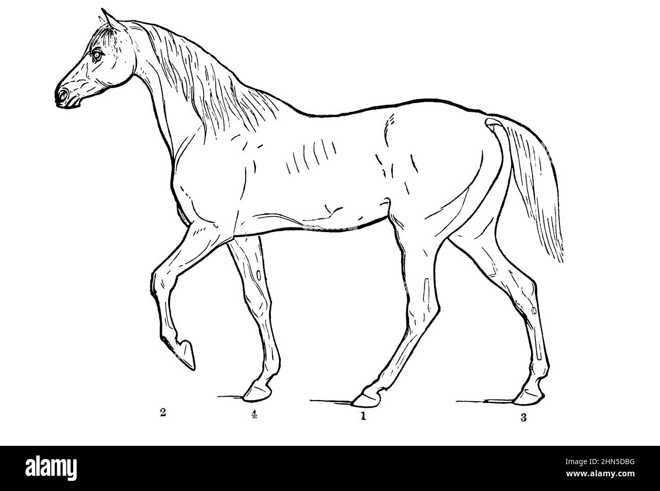 La marche SUR L'ACTION DE LA LOCOMOTIVE À DIFFÉRENTS PAS de la cyclopedia de chaque propriétaire de cheval : l'anatomie et la physiologie du cheval; les caractéristiques générales; les points du cheval, avec les directions pour le choisir; les principes de l'élevage, et le meilleur genre à reproduire;Le traitement de la jument de couvain et de l'ennemi; l'élévation et la rupture de la colt; les écuries et la gestion stable; l'équitation, la conduite, etc. Maladies,et comment les guérir.Les principaux médicaments et les doses auxquelles ils peuvent être administrés en toute sécurité; les accidents, les fractures et les opérations nécessaires dans chaque cas; la raquette, e Banque D'Images