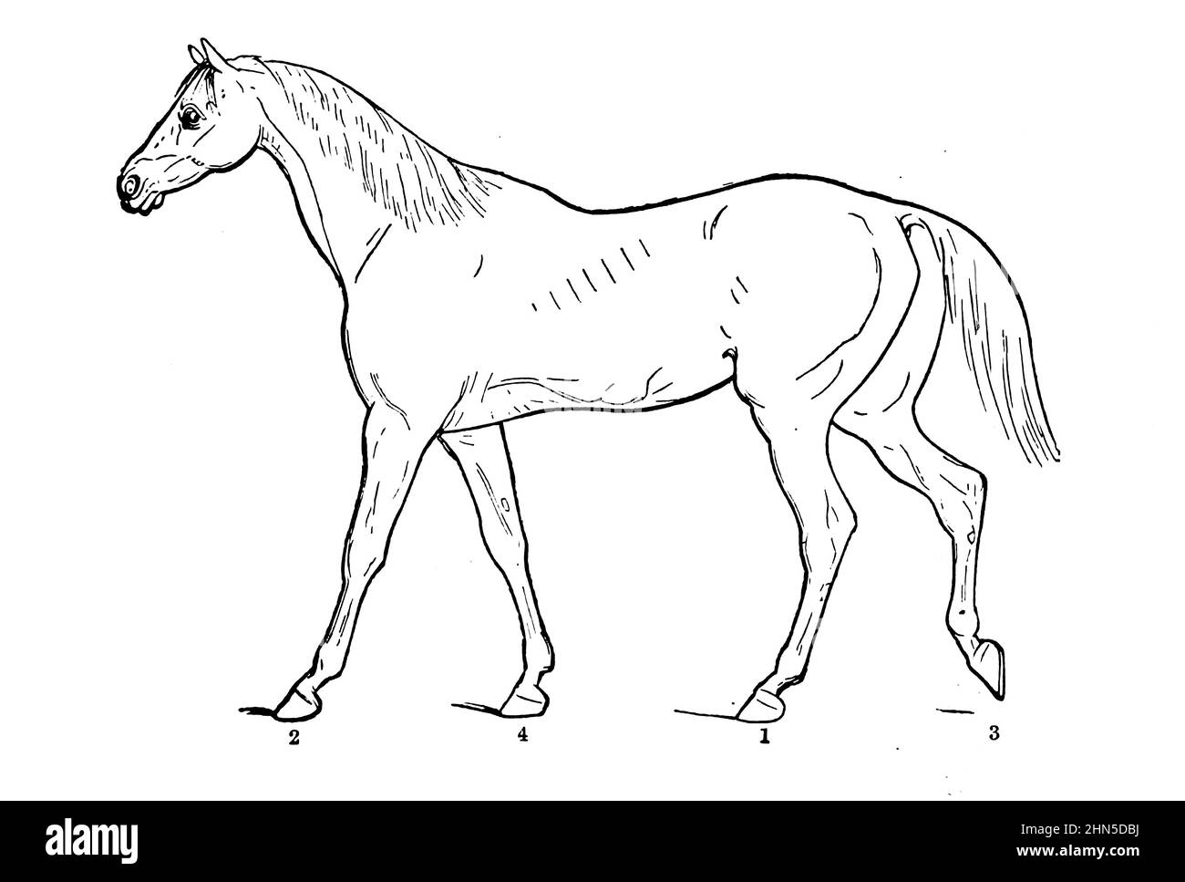 La marche SUR L'ACTION DE LA LOCOMOTIVE À DIFFÉRENTS PAS de la cyclopedia de chaque propriétaire de cheval : l'anatomie et la physiologie du cheval; les caractéristiques générales; les points du cheval, avec les directions pour le choisir; les principes de l'élevage, et le meilleur genre à reproduire;Le traitement de la jument de couvain et de l'ennemi; l'élévation et la rupture de la colt; les écuries et la gestion stable; l'équitation, la conduite, etc. Maladies,et comment les guérir.Les principaux médicaments et les doses auxquelles ils peuvent être administrés en toute sécurité; les accidents, les fractures et les opérations nécessaires dans chaque cas; la raquette, e Banque D'Images