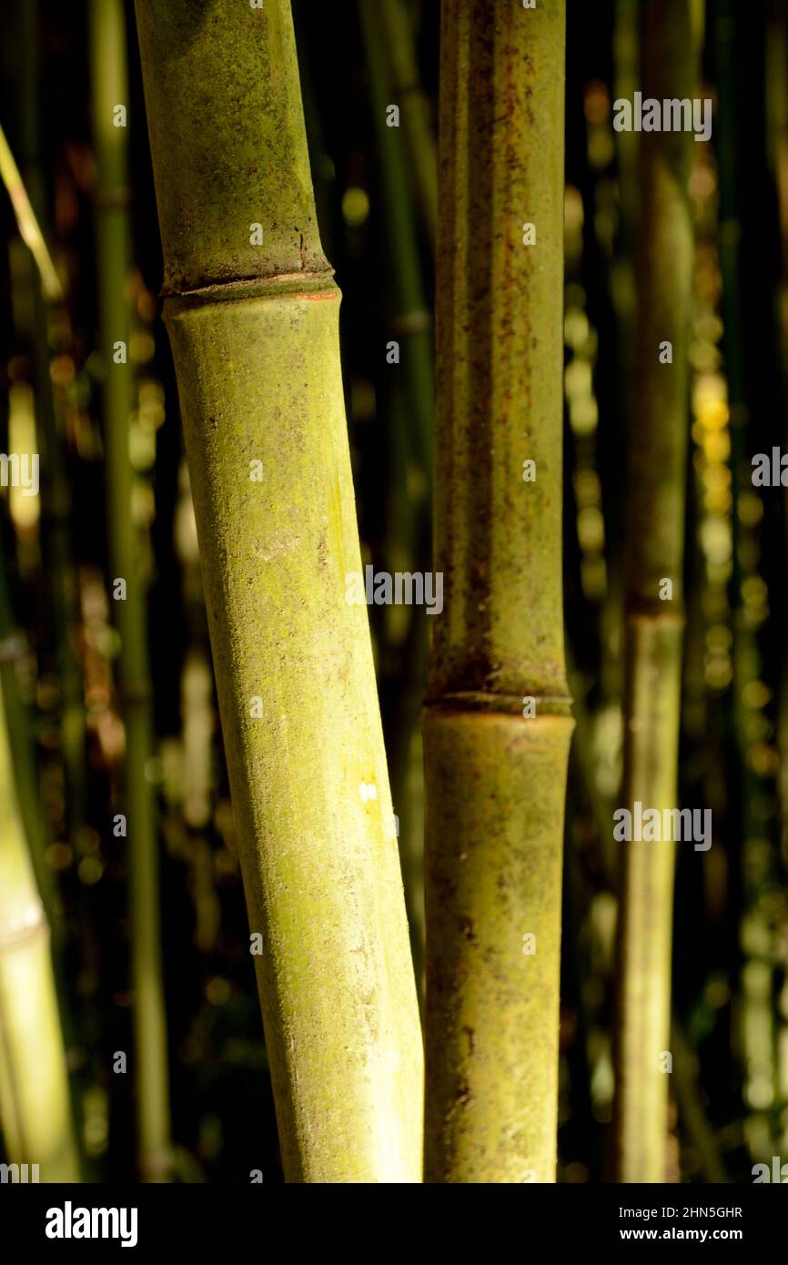 Une vue rapprochée de tiges de bambou vibrantes capturées au cours d'un après-midi ensoleillé dans une forêt luxuriante, mettant en valeur leur texture unique et leurs couleurs naturelles Banque D'Images