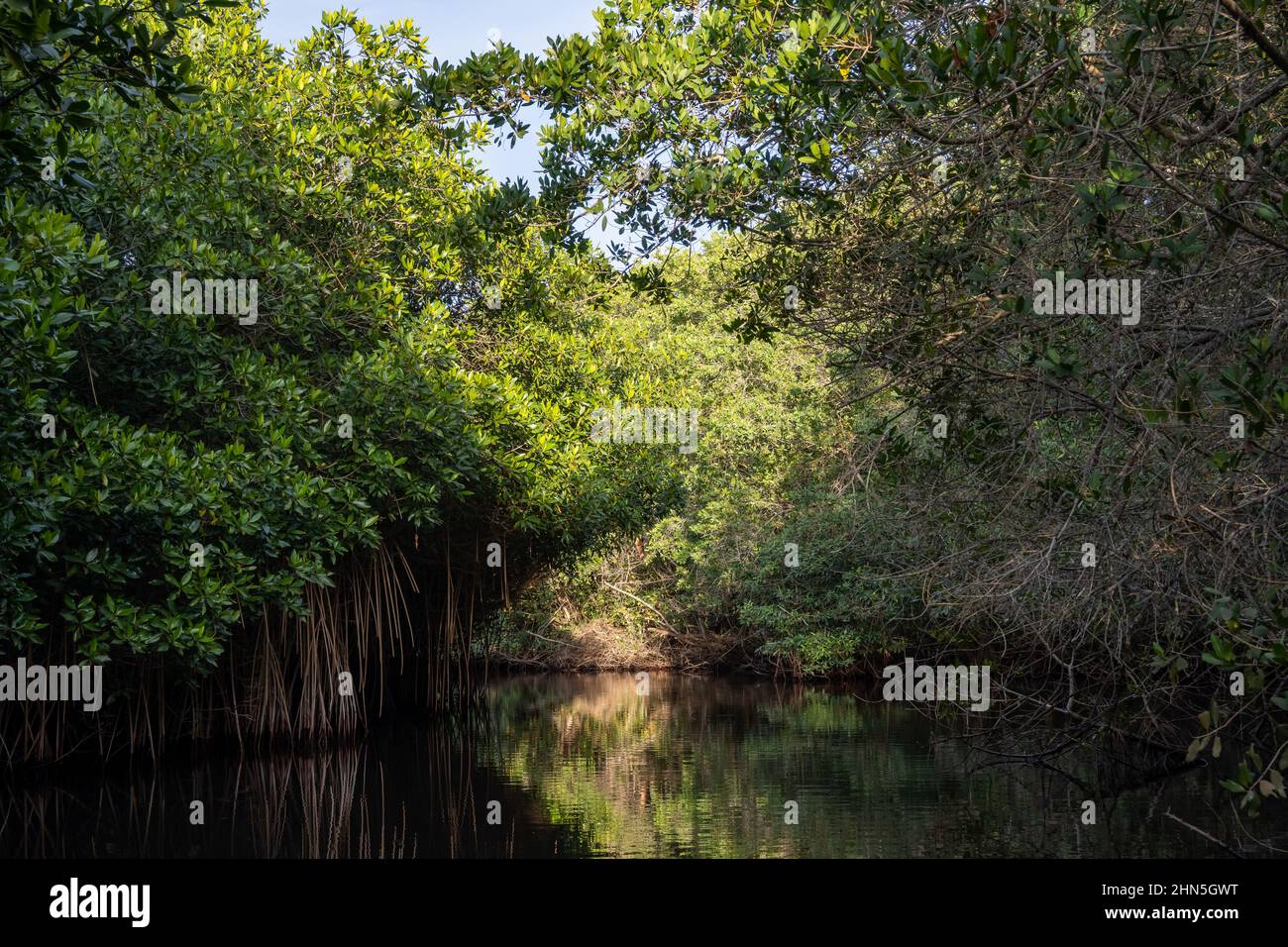 Vaste forêt de mangroves le long de la rivière. San Blas, Nayarit, Mexique. Banque D'Images