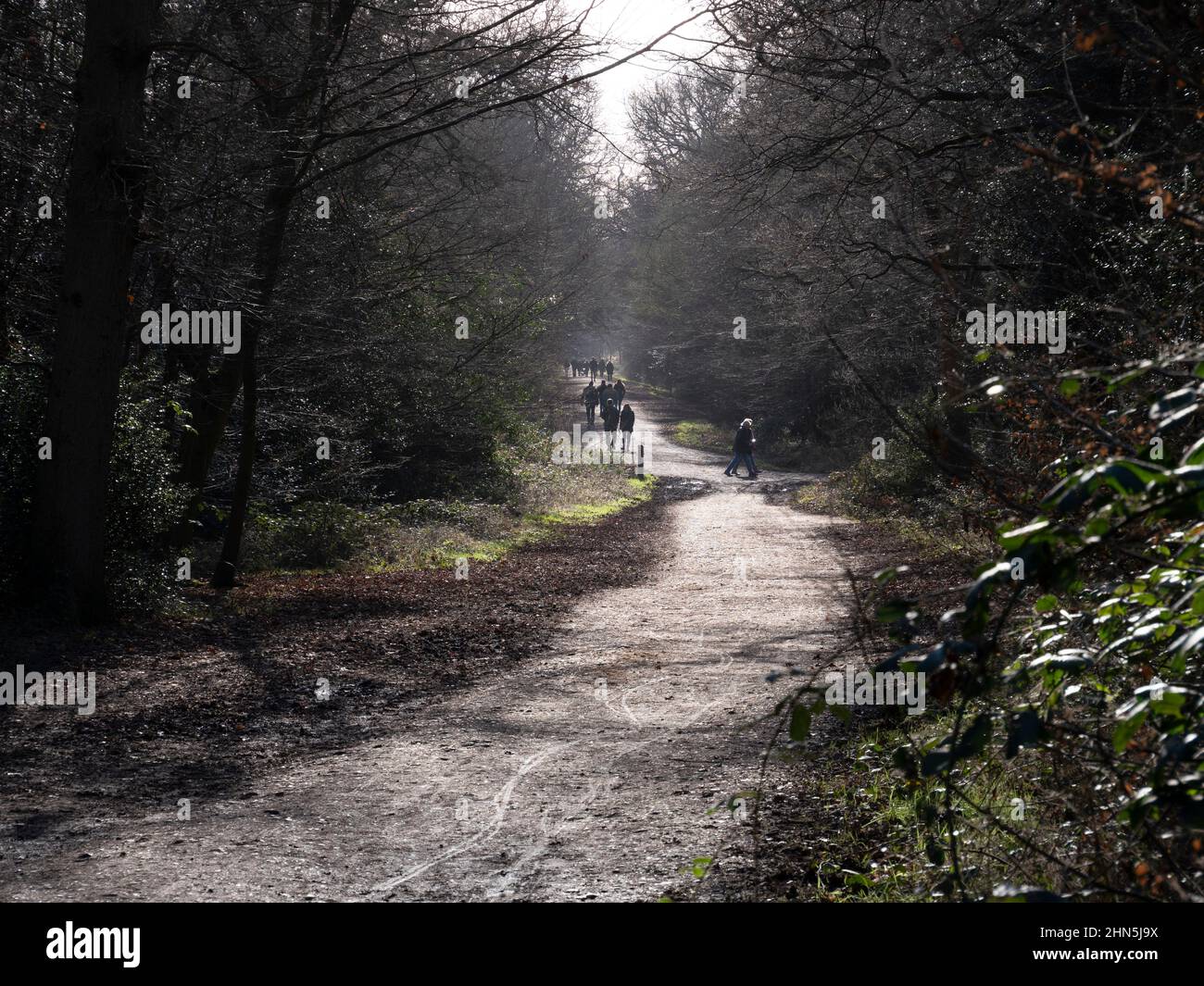 Randonneurs et marcheurs sur un sentier de randonnée dans la forêt d'Epping, Essex Banque D'Images