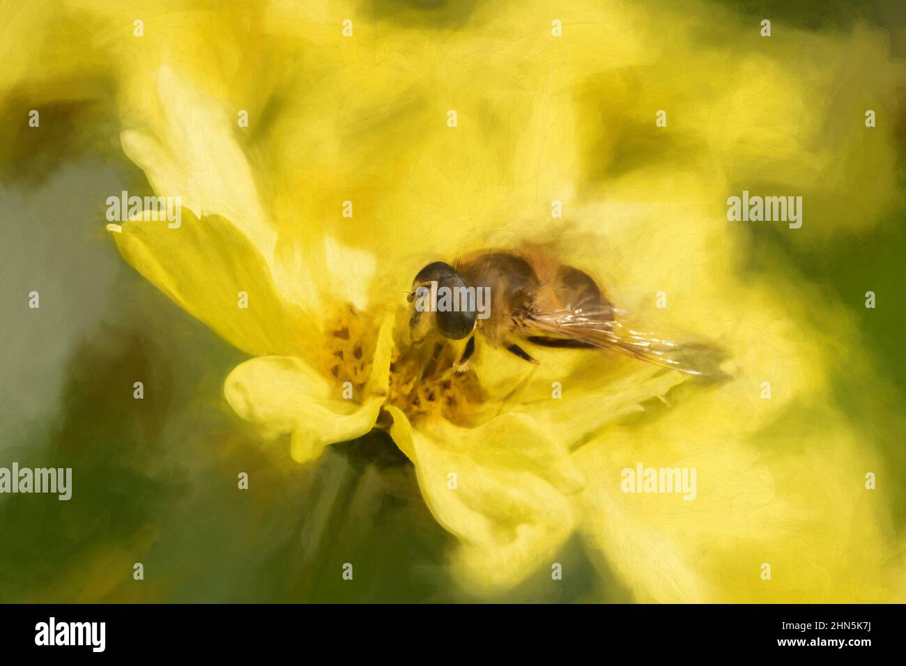 Peinture numérique d'une abeille, ou Honeybee, API mellifera collectant le pollen d'une fleur de jardin jaune en été. Banque D'Images