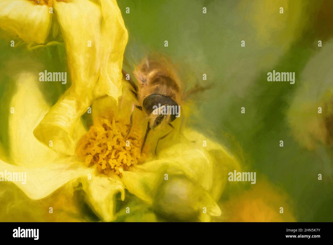 Peinture numérique d'une abeille, ou Honeybee, API mellifera collectant le pollen d'une fleur de jardin jaune en été. Banque D'Images