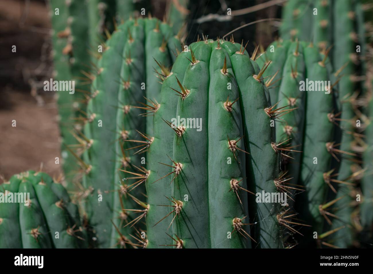 photo d'arrière-plan inhabituel de cactus Banque D'Images