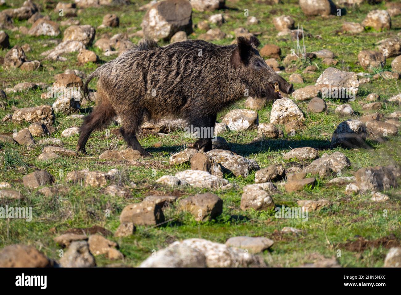 Le sanglier (sus scrofa), également connu sous le nom de porc sauvage, de porc sauvage commun, de porc sauvage eurasien, ou tout simplement de porc sauvage, est un suid originaire d'une grande partie de l'Eurasie Banque D'Images