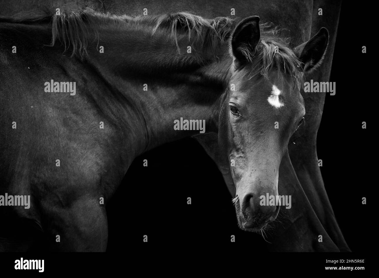 Poulain avec cheval jument isolé sur fond noir Banque D'Images