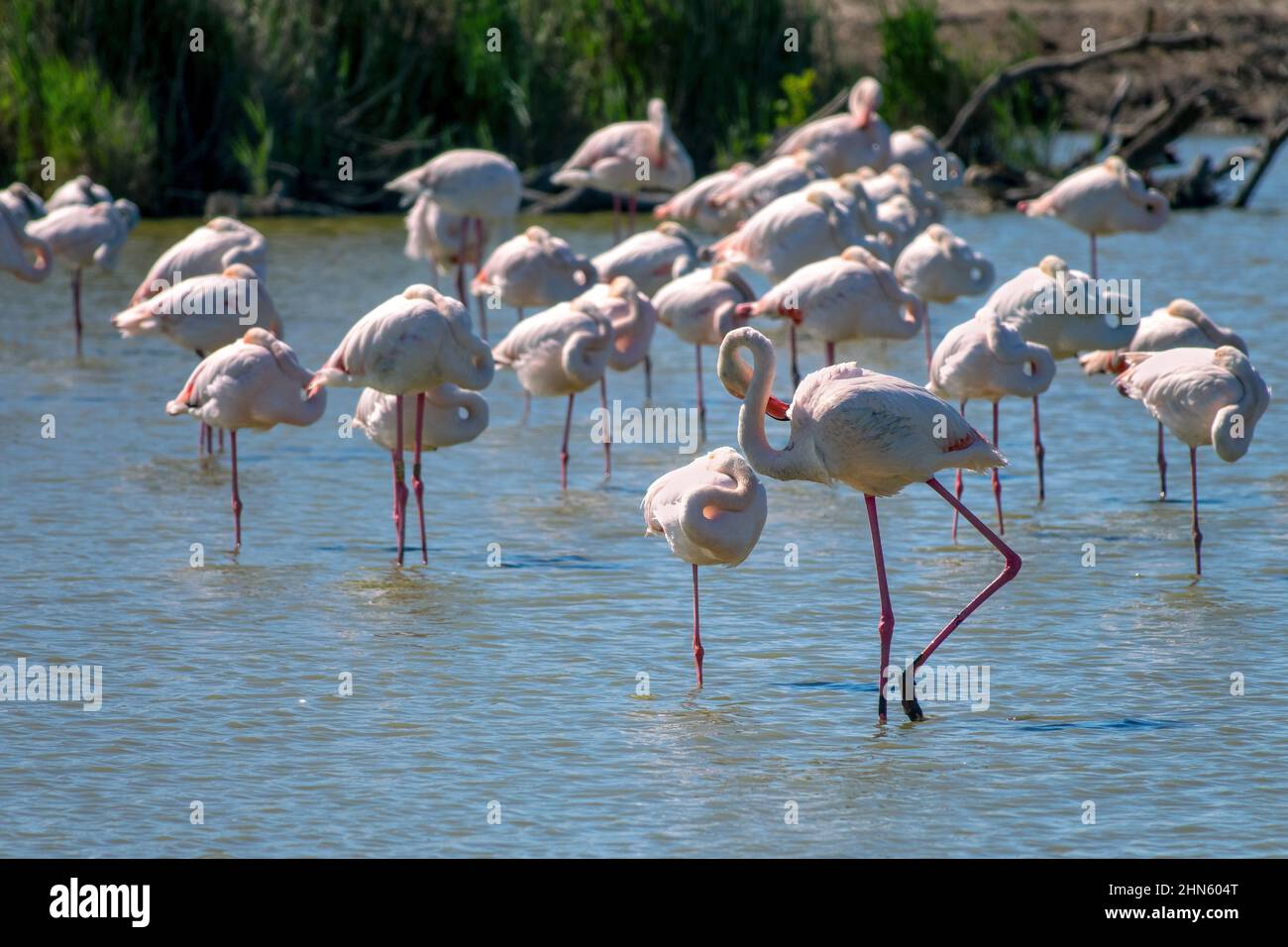 Gros plan d'un troupeau de grands Flamingos (Phoenicopterus roseus) en Camargue, Bouches du Rhône, au sud de la France Banque D'Images