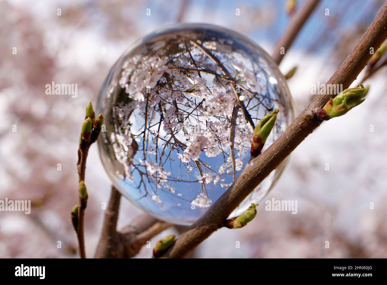 Fleur de cerisier vue à travers une boule de cristal Banque D'Images