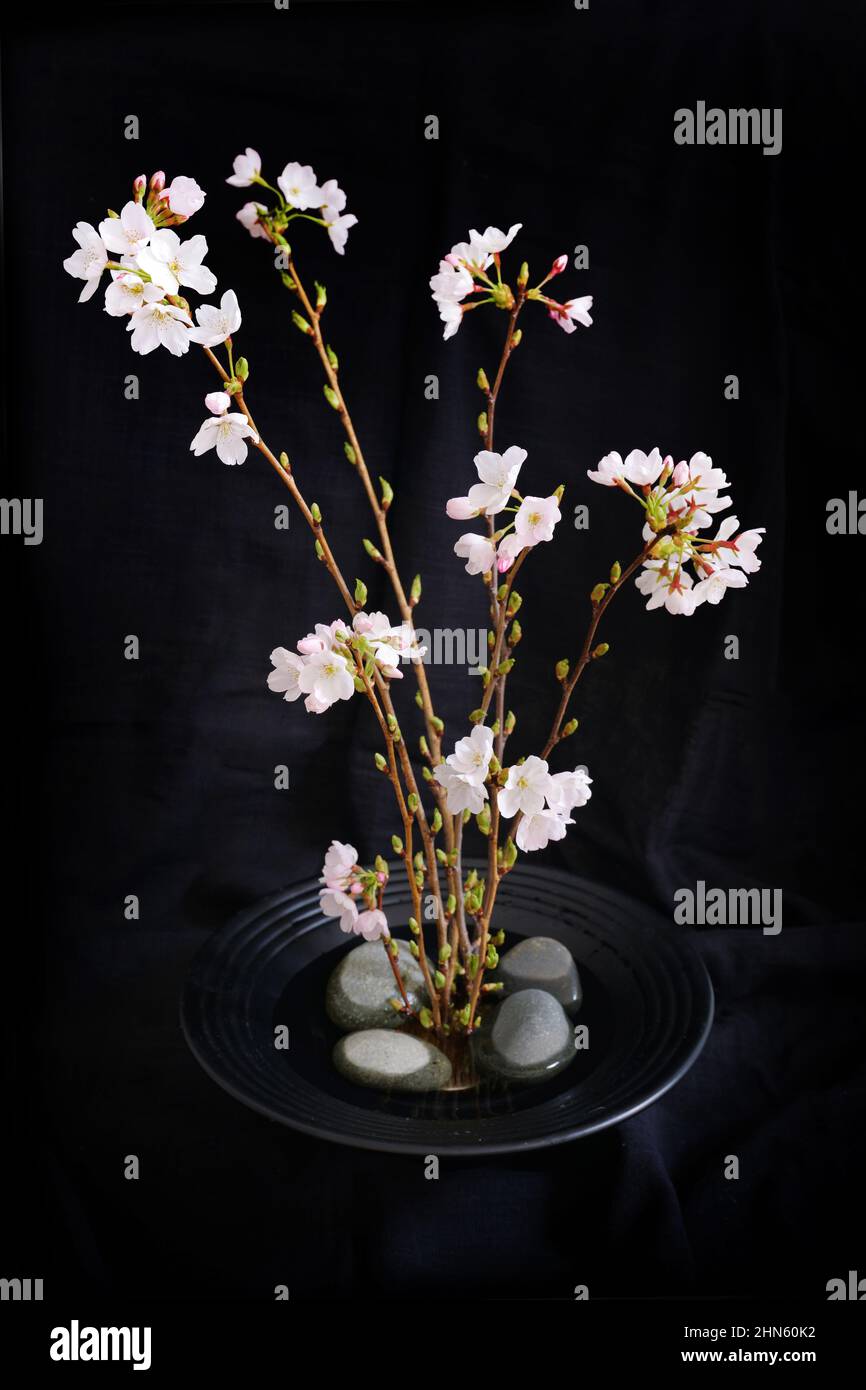 Arrangement floral japonais de printemps de cerisier (ikebana) sur fond noir Banque D'Images